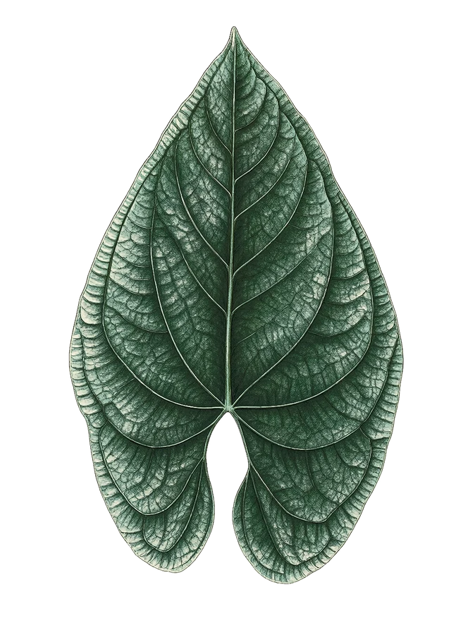 Botanical plate of Anthurium luxurians: one show leaf