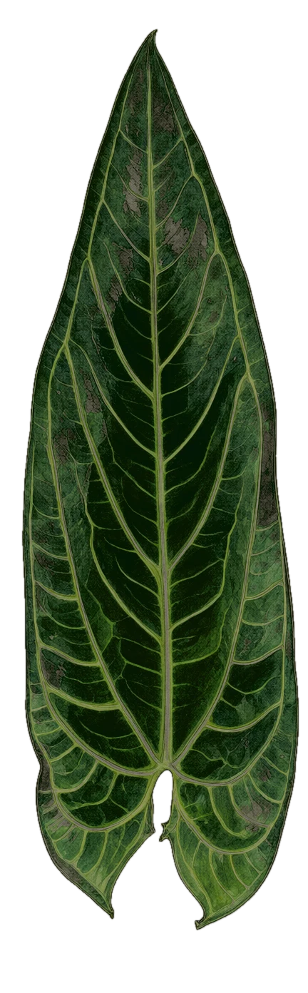 Botanical plate of Anthurium warocqueanum (Queen Anthurium): one show leaf