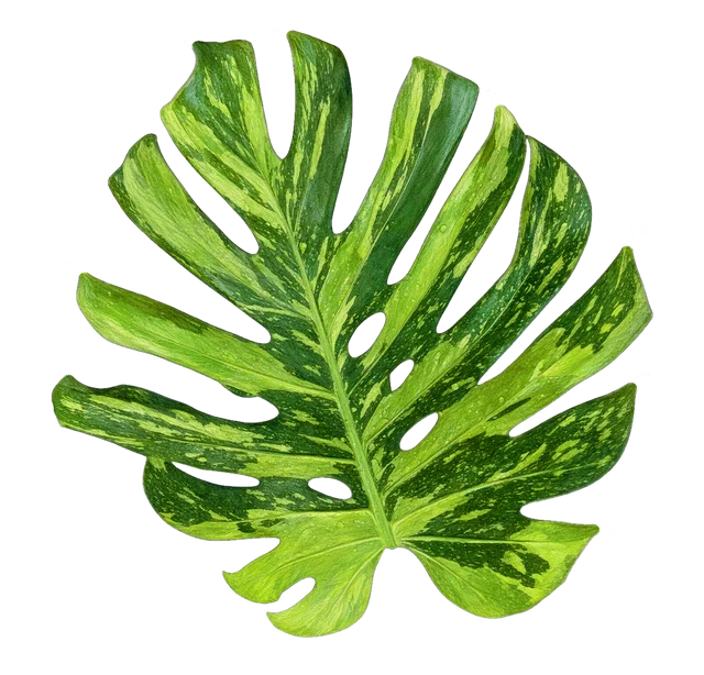 Botanical plate of Electrolyte