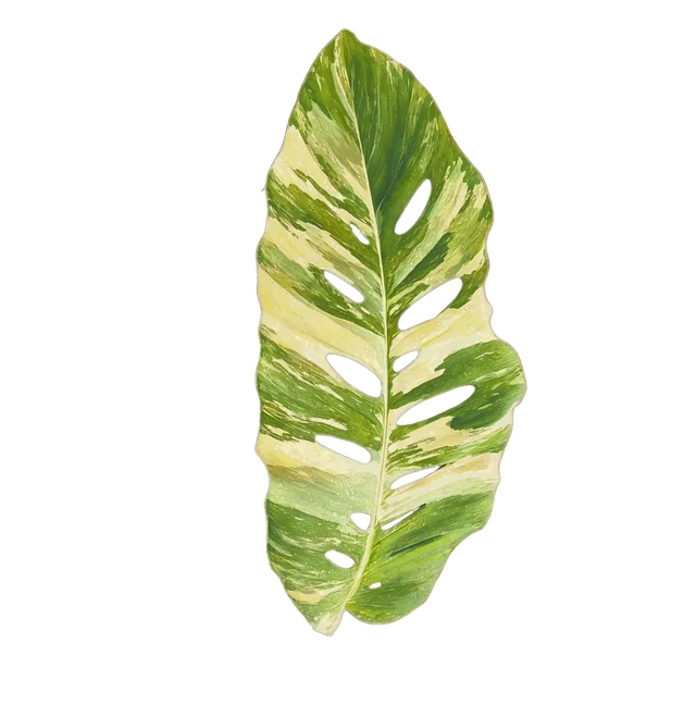 Botanical plate of Monstera lechleriana variegated: one show leaf