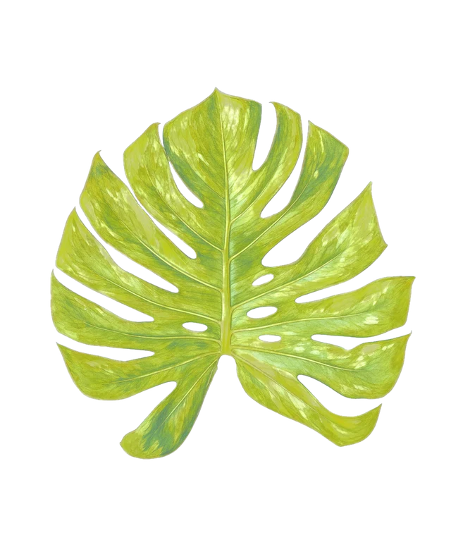Botanical plate of Lemon Lime