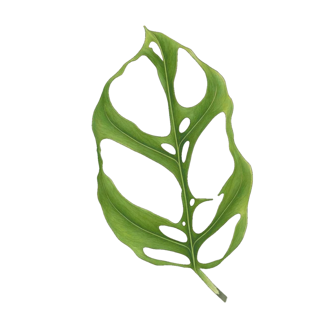 Botanical plate of Monstera obliqua: one show leaf