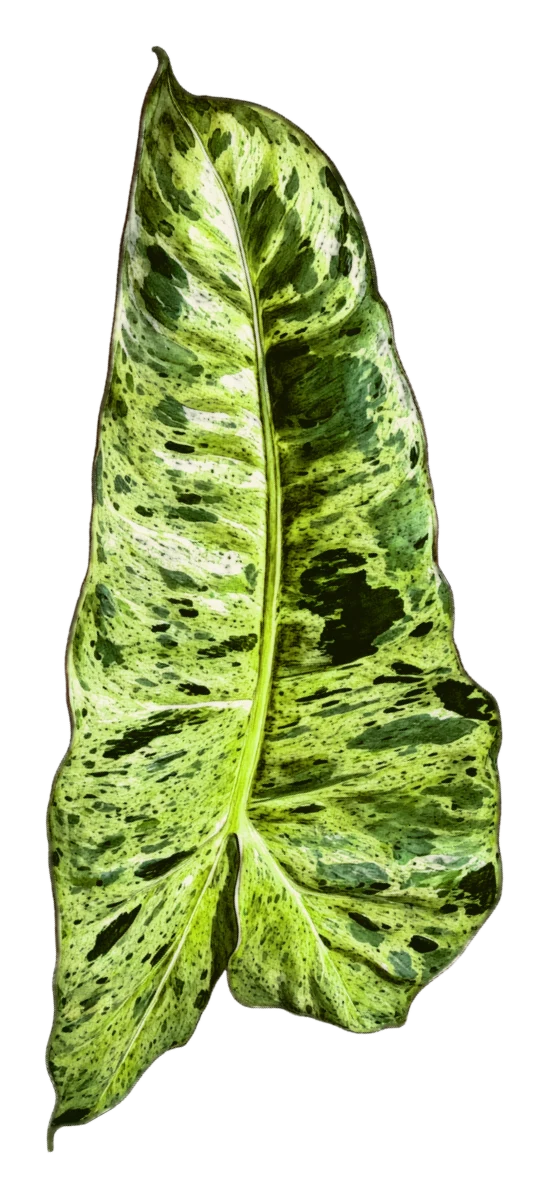 Botanical plate of Philodendron 'Paraiso Verde': one show leaf