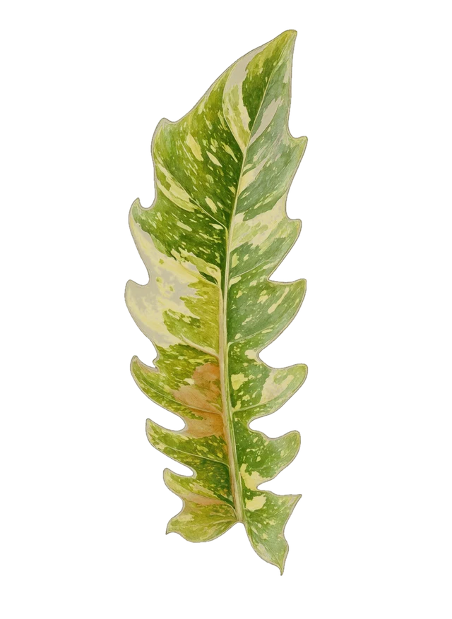 Botanical plate of Philodendron 'Ring of Fire': one show leaf