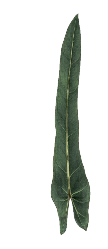 Botanical plate of Philodendron spiritus-sancti: one show leaf