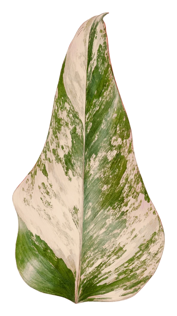 Botanical plate of Philodendron 'Strawberry Shake': one show leaf