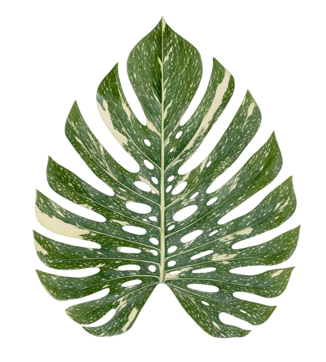 Botanical plate of Monstera deliciosa 'Thai Constellation'