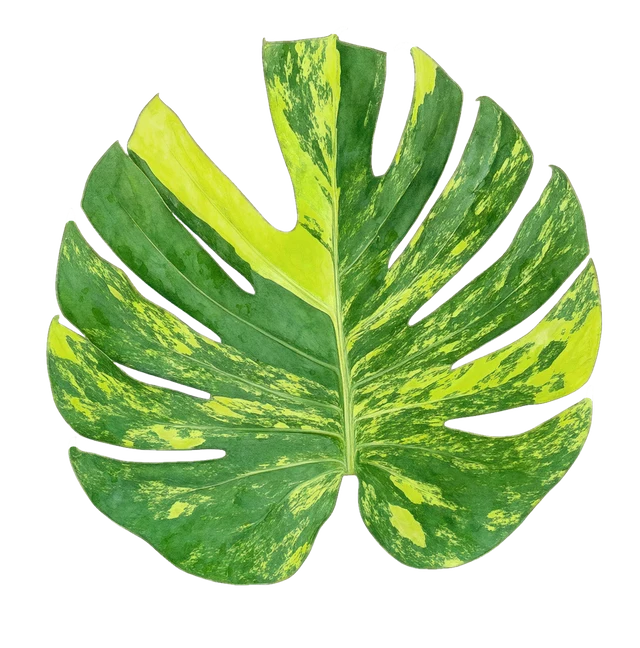 Botanical plate of Yellow Marilyn
